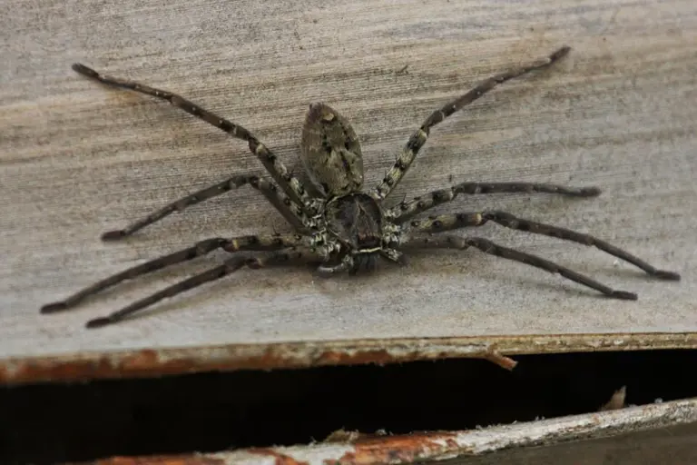 World's fastest spider reaches nearly 13 km/h