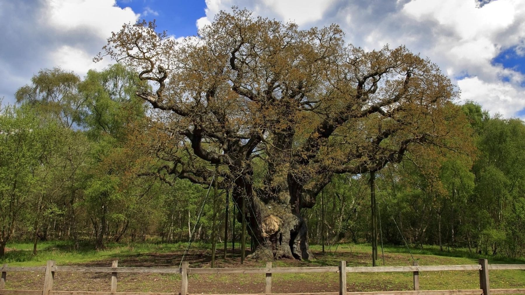 El roble de 1.200 años ligado a la leyenda de Robin Hood se da por ...