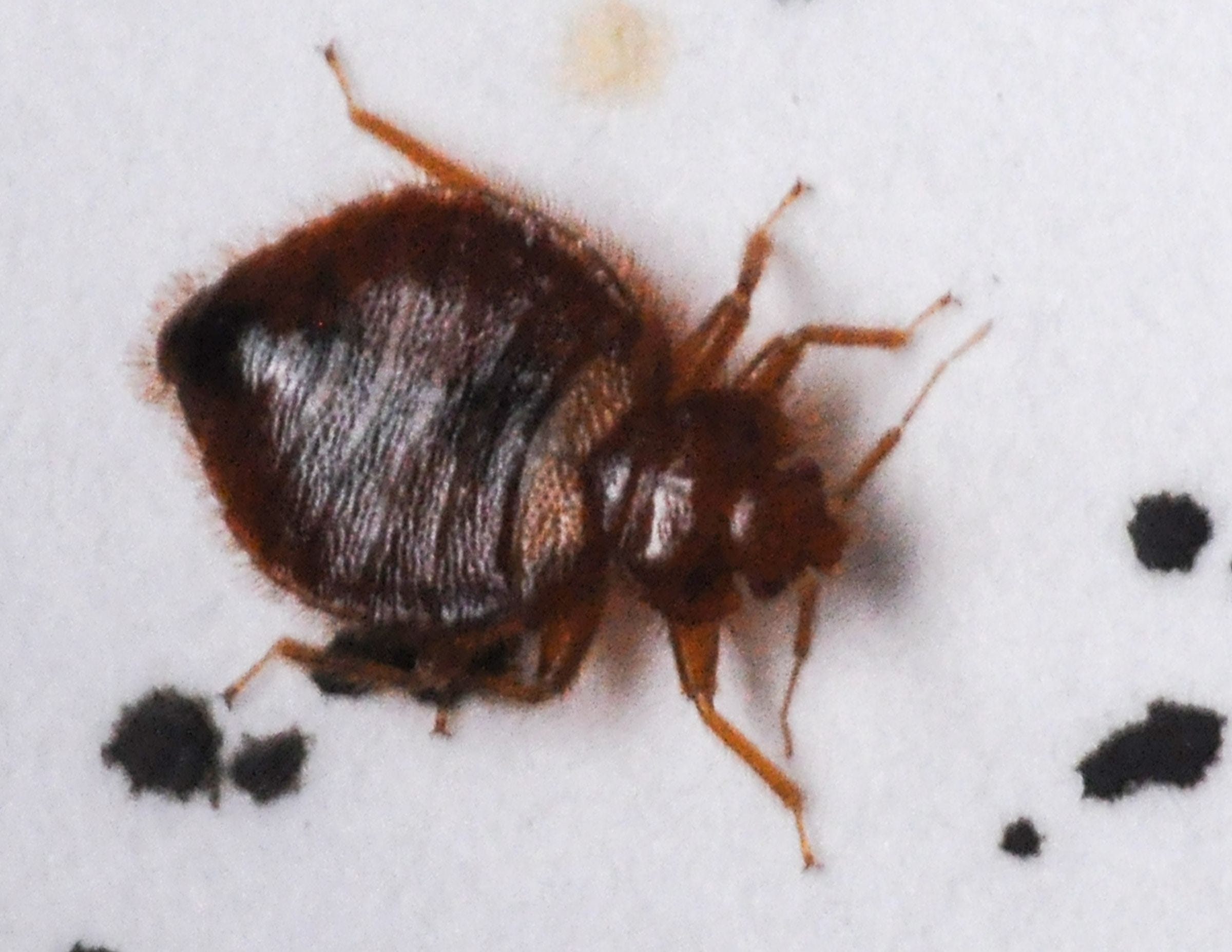 Las Vegas among worst vacation spots for bed bugs. How to avoid them