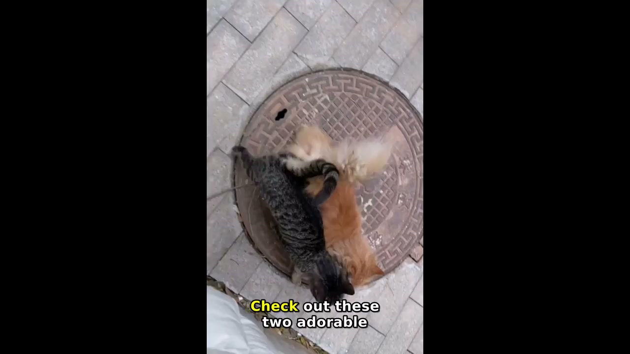 Two cats circle in perfect sync on manhole