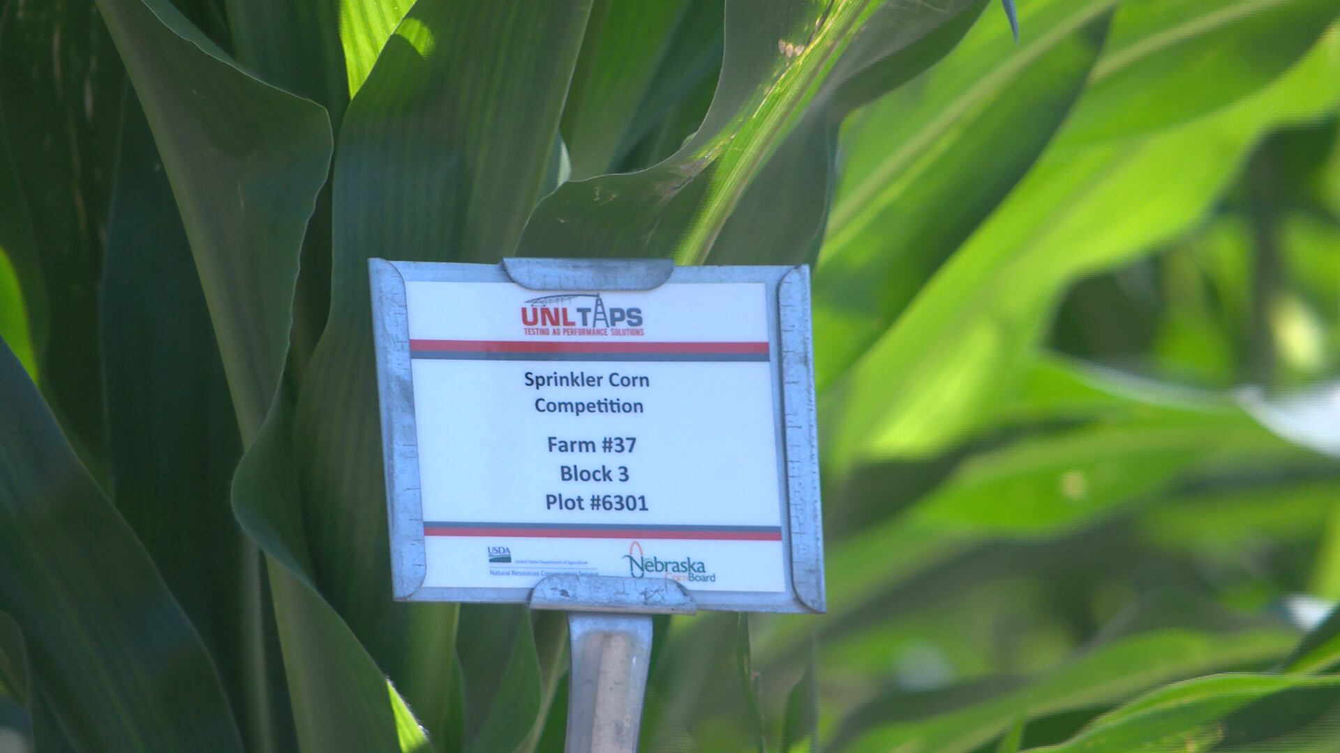 UNL TAPS program pits farmers against each other in North Platte field ...