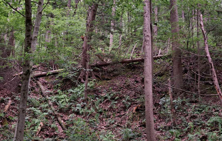 NWS | An EF-1 tornado touched down in Perry County on Sunday, causing ...