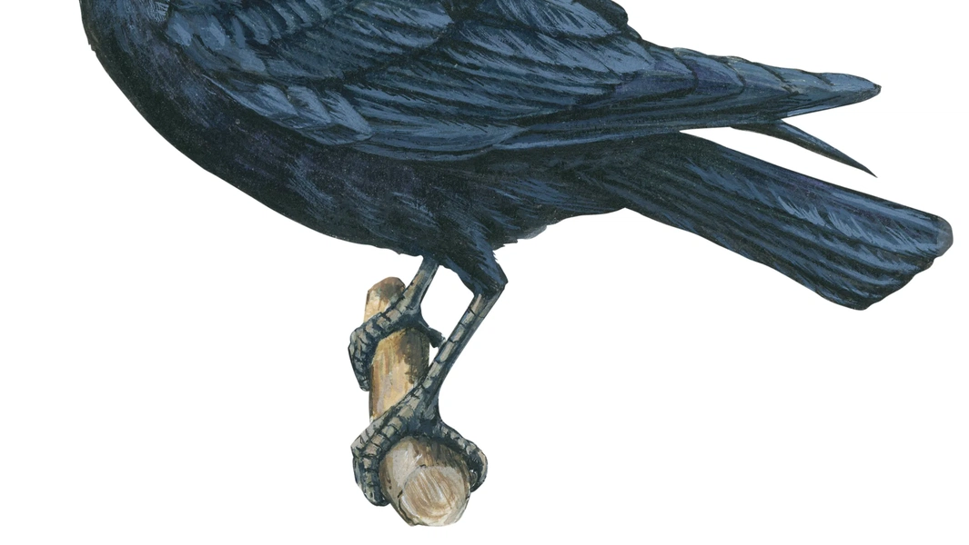 13 fascinating facts about crows