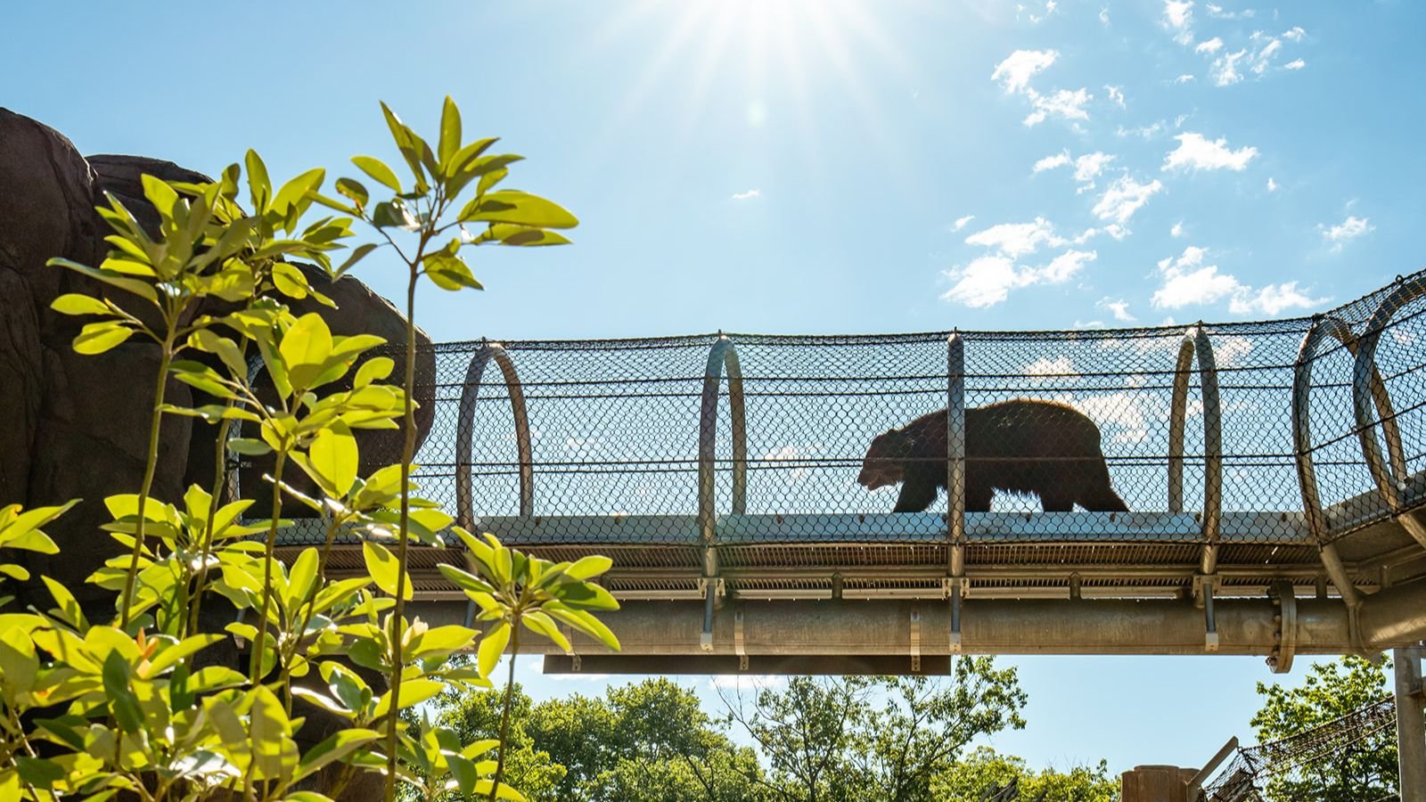 New trail at the Philadelphia Zoo allows bears to walk above visitors