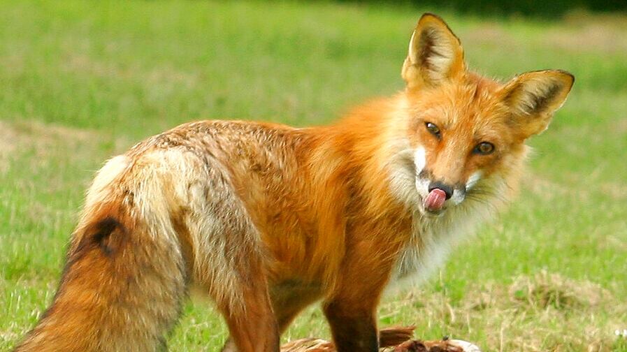 Fox tests positive for rabies in Screven County; others elsewhere in ...