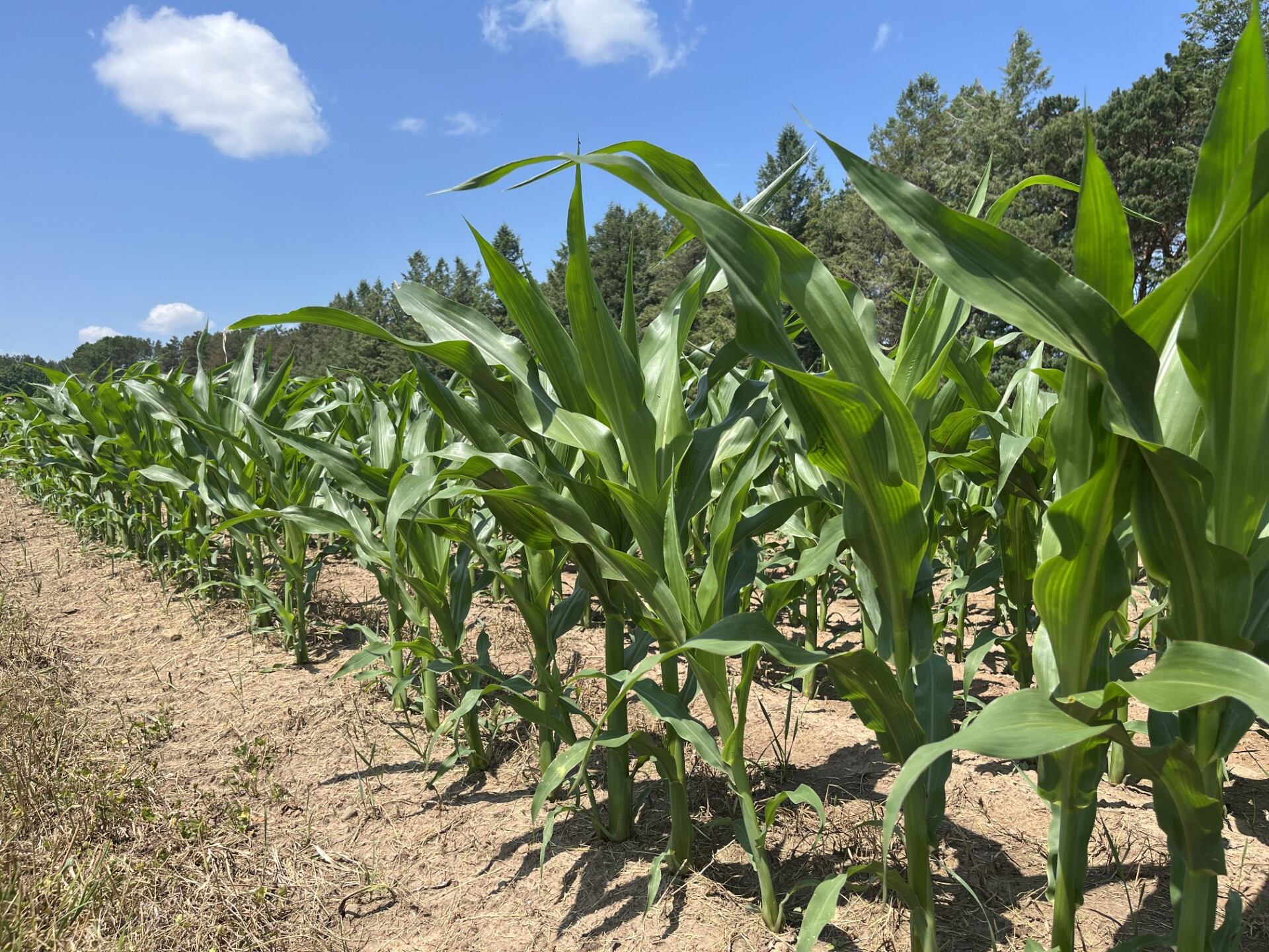 UP MSU Extension farm conducts corn-growing research on sustainability