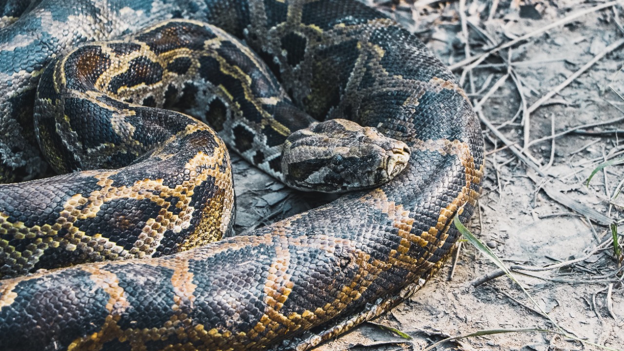 Hunters pulled a record four tons of invasive Burmese pythons from the ...