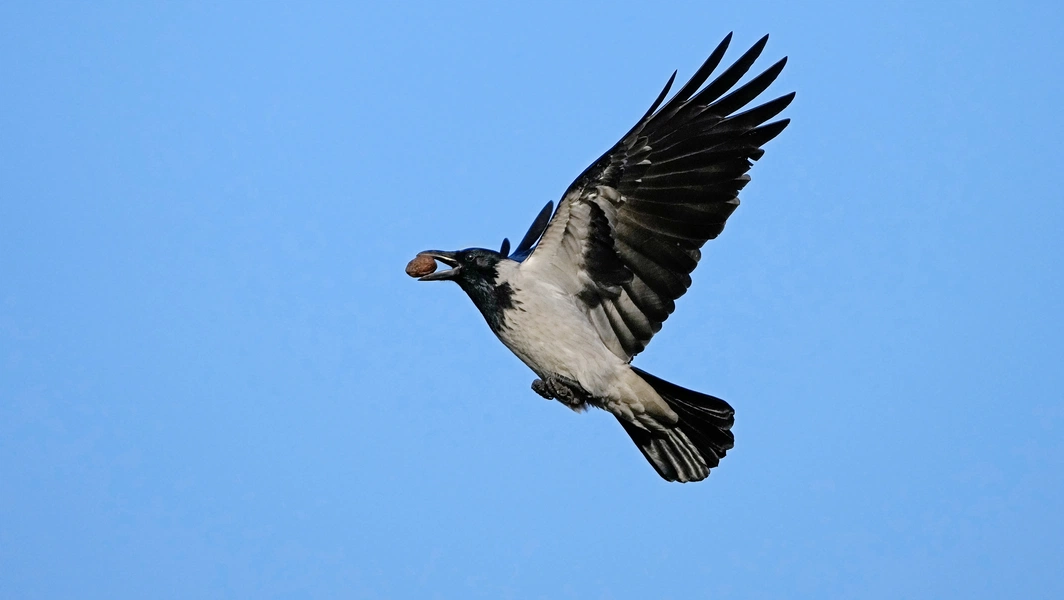 13 fascinating facts about crows