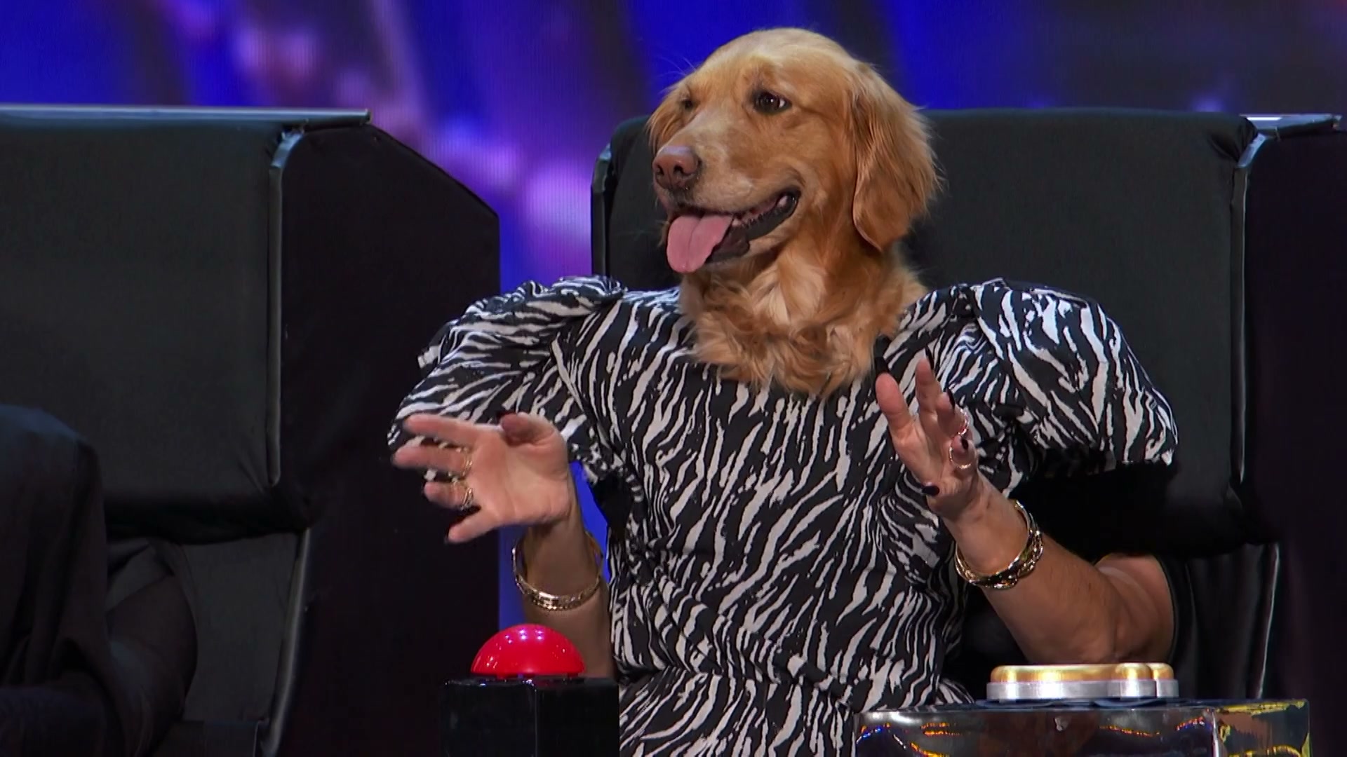 Canine stars - dog act