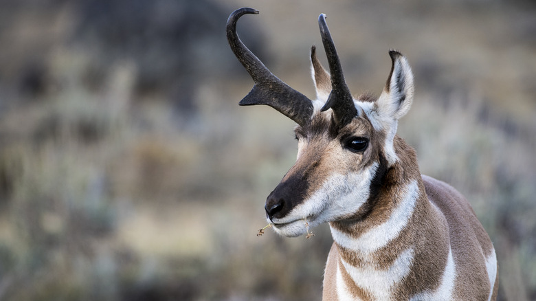 Pronghorn in the American West