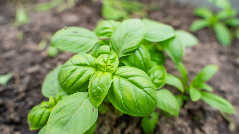 What to do with your basil in July to keep it growing strong all season