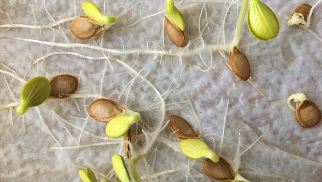 Seed soaking techniques for faster germination