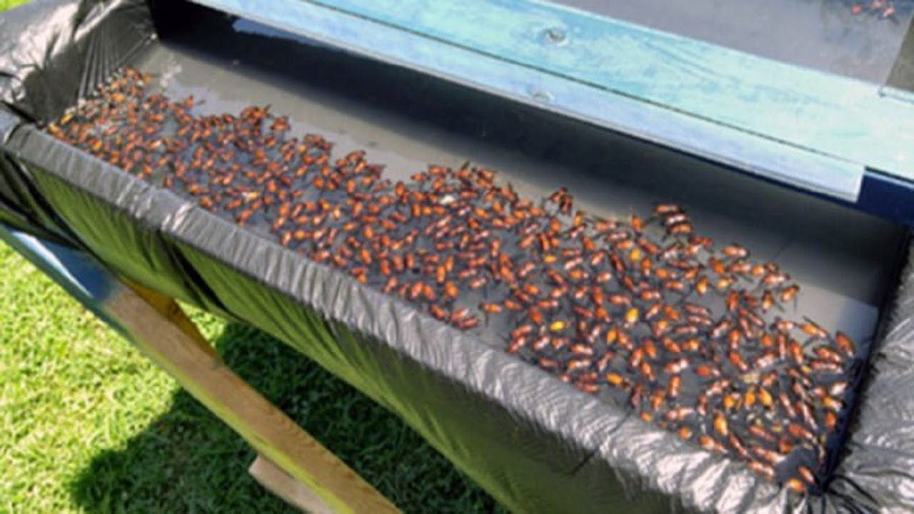 Man built this trap in his backyard, and it’s disgusting how well it works