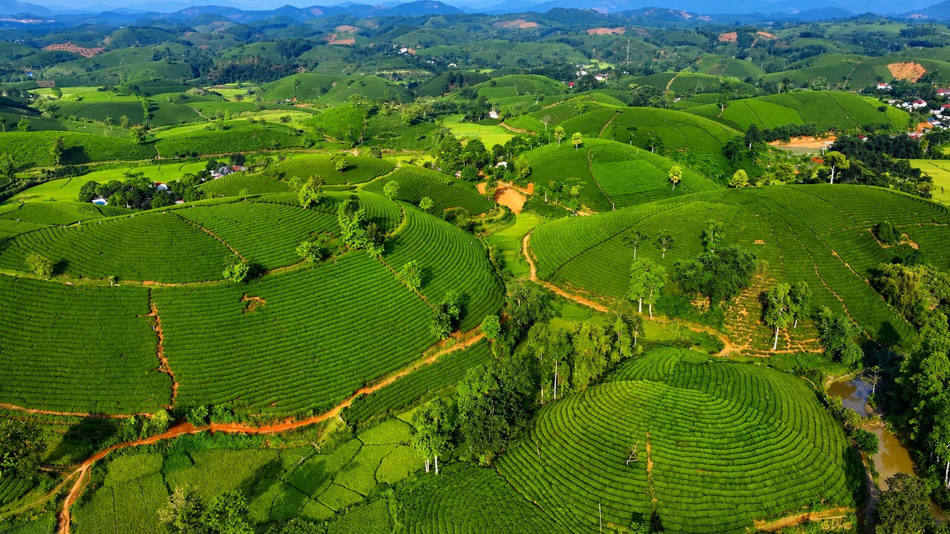 Why are these tea fields perfectly curved?