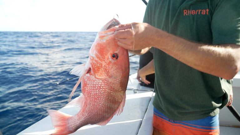 NOAA announces red snapper season, EFPs offered in 3 states