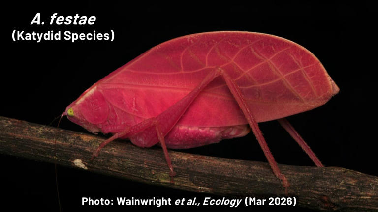 Moment of science: Color-changing katydid blends in by standing out