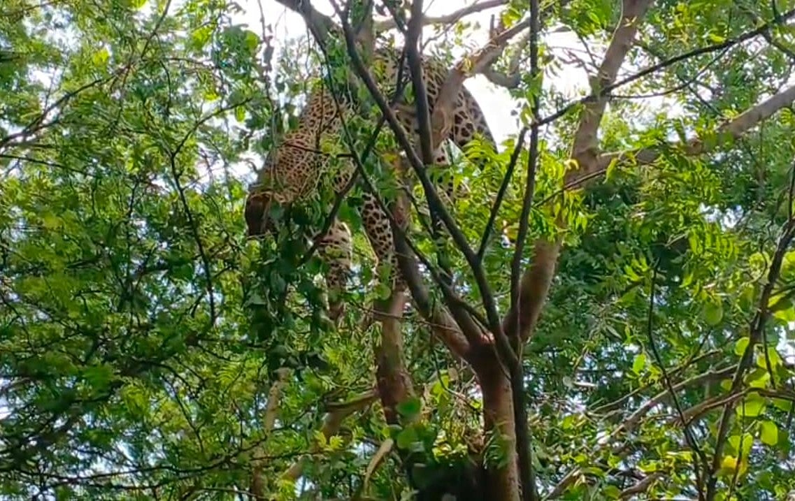 Dead leopard entangled in snare found atop tree in Odisha's Ganjam district