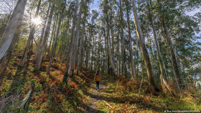 Eucalyptus plantations in Galicia have spread much further than was originally intended