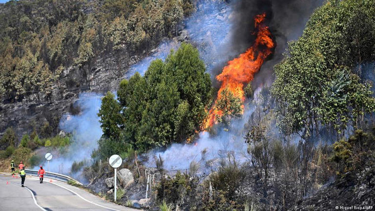 Galicia has experienced some devastating wildfires in recent years and eucalyptus plantations make the region more vulnerable