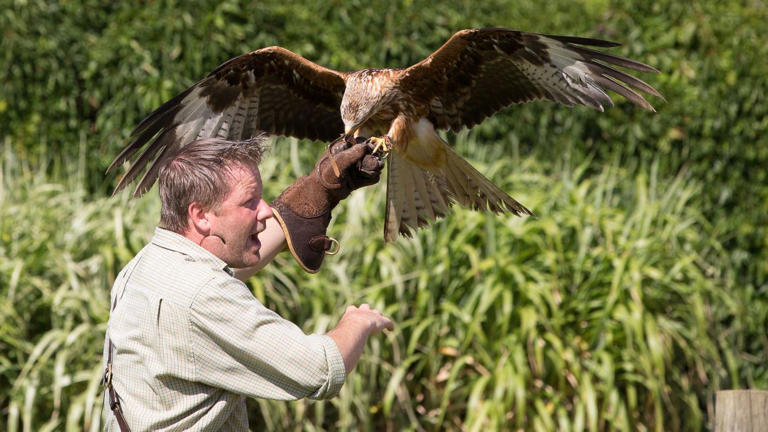 Rusty, pictured, gets frustrated when he is unable to fly, says Mark Birdsall