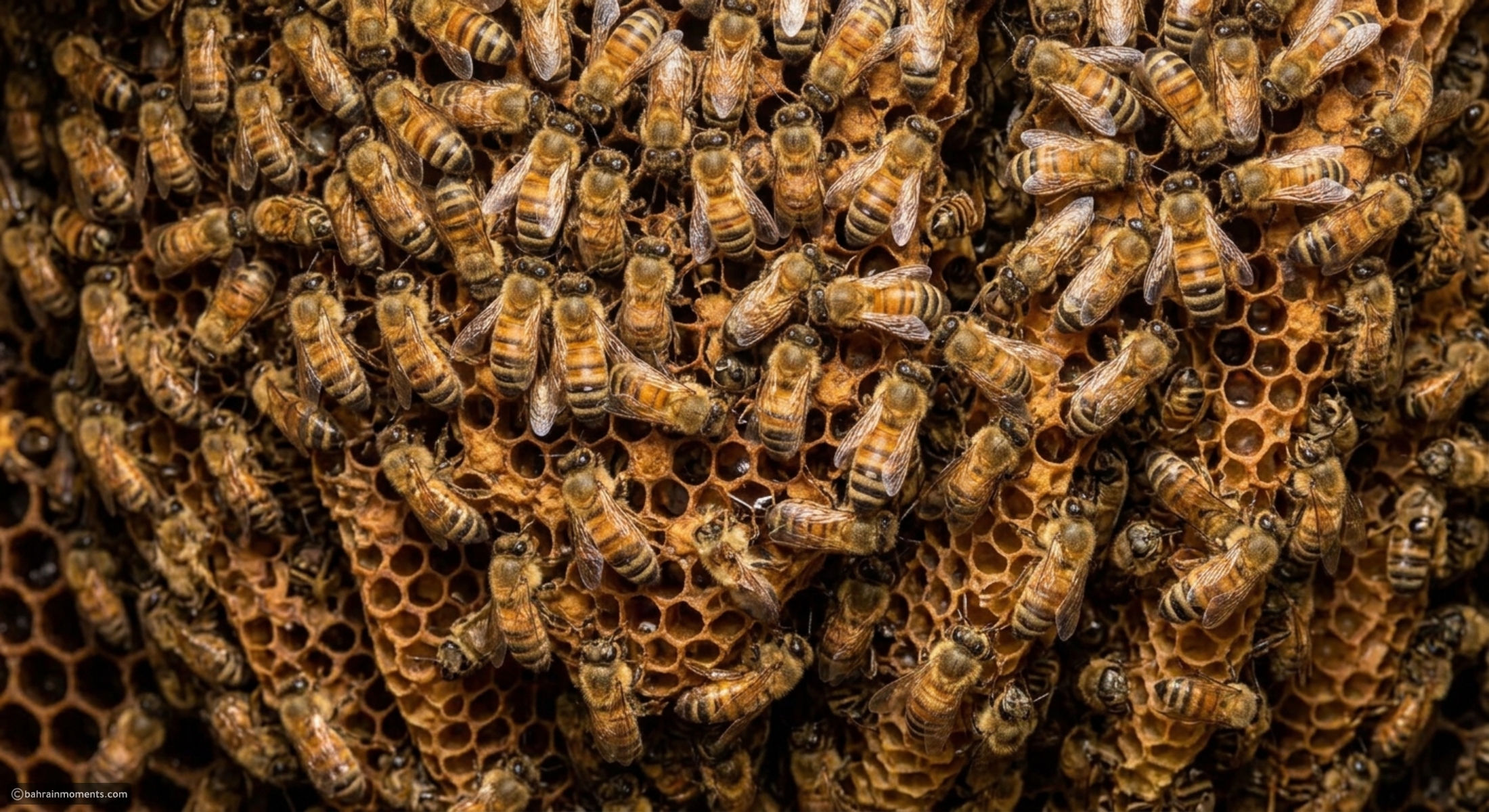 Points on how smart bees work together to build massive colonies