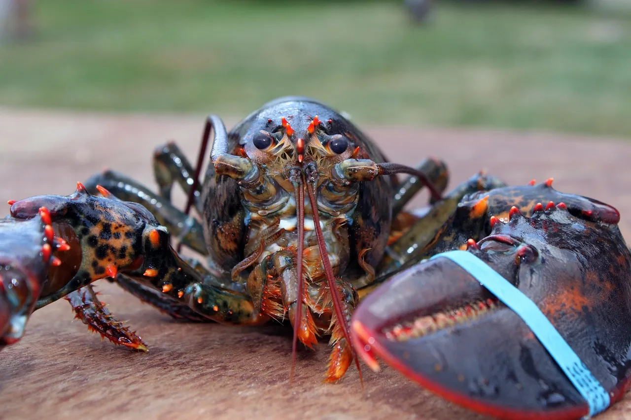 Maine's Top Lobster Port by Value (Image Credits: Pixabay)