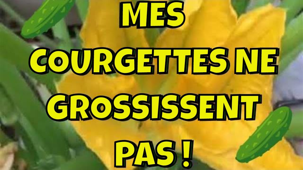 Courgettes qui pourrissent avant de mûrir voici pourquoi