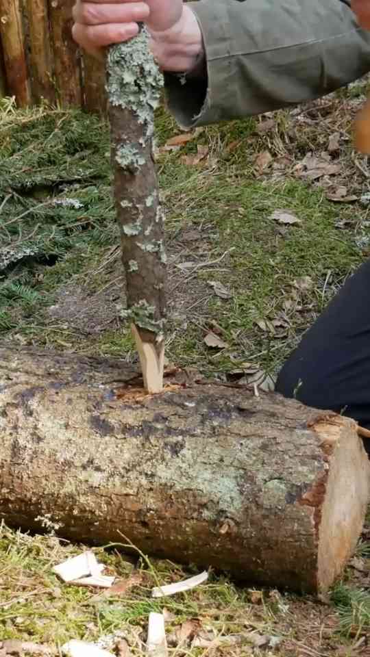 Outdoor shelter techniques using a fallen tree