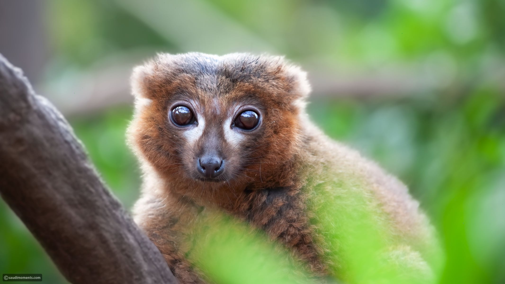 11 of nature's deadliest, most adorable creatures