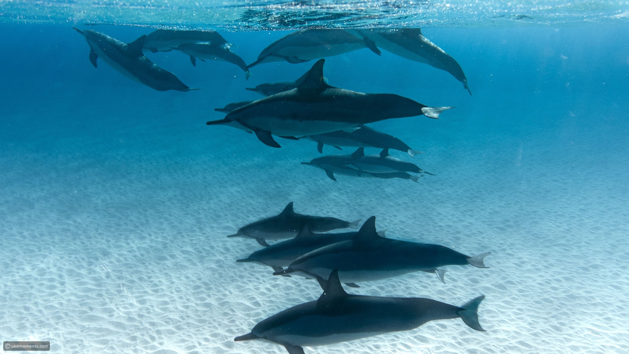 10 amazing times dolphins showed human-like problem-solving skills