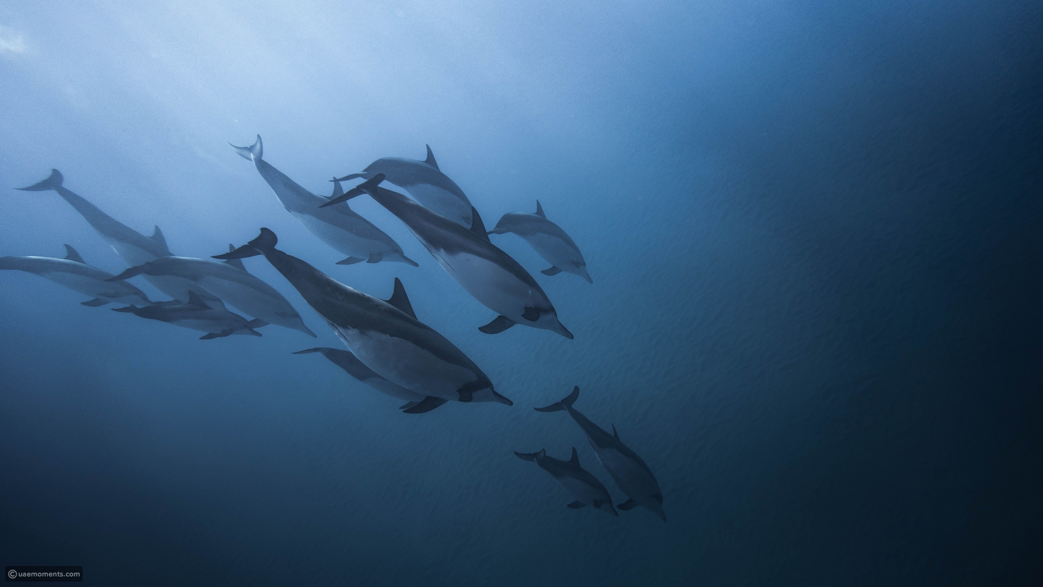 10 amazing times dolphins showed human-like problem-solving skills
