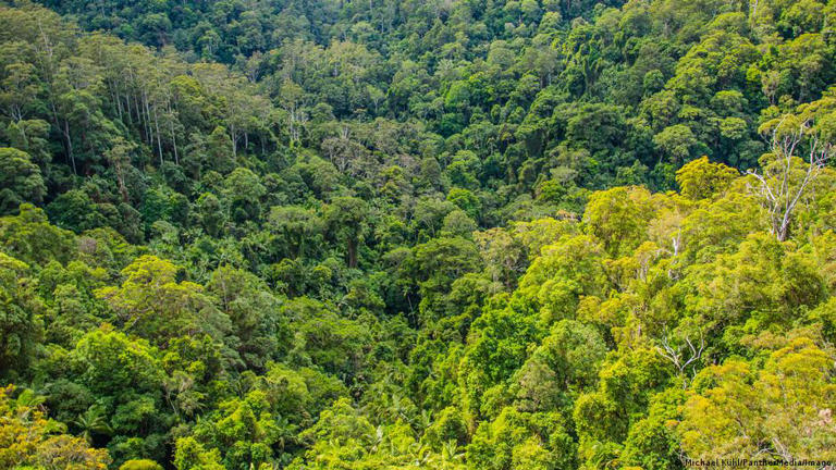Eucalyptus is primarily native to Australia, and is considered an invasive species in may other places because it spreads so fast