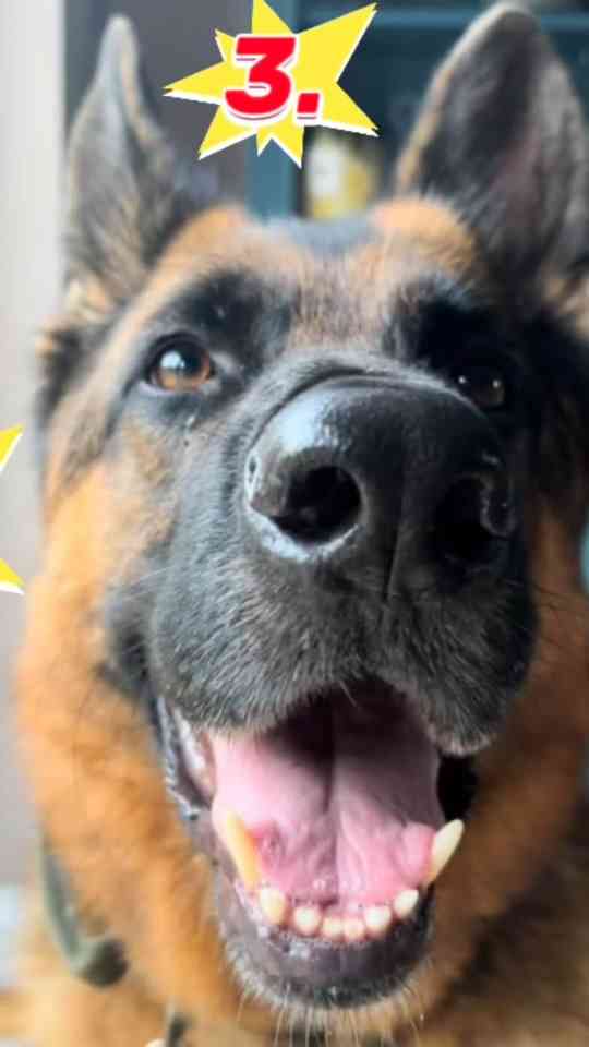 Why a German shepherd is a basic human need for ultimate happiness