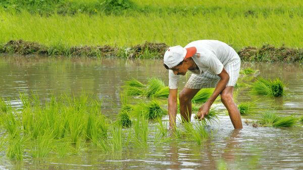 Kharif-sown area shrinks by over 20% after delayed and deficient ...