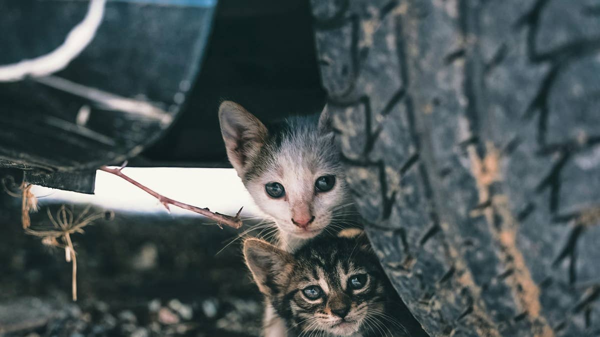 Stray Cat Brings Her Beautiful Litter of Kittens to Say Hello, and Now We're All Crying