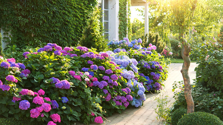 When to fertilize your hydrangea plants (& the very best way to do it)