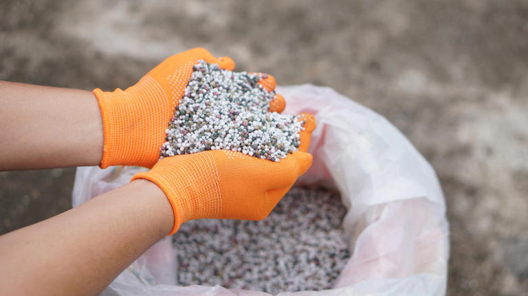 When to fertilize your hydrangea plants (& the very best way to do it)