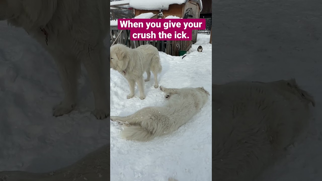Watch two livestock guardian dogs disagree on a Vermont farm