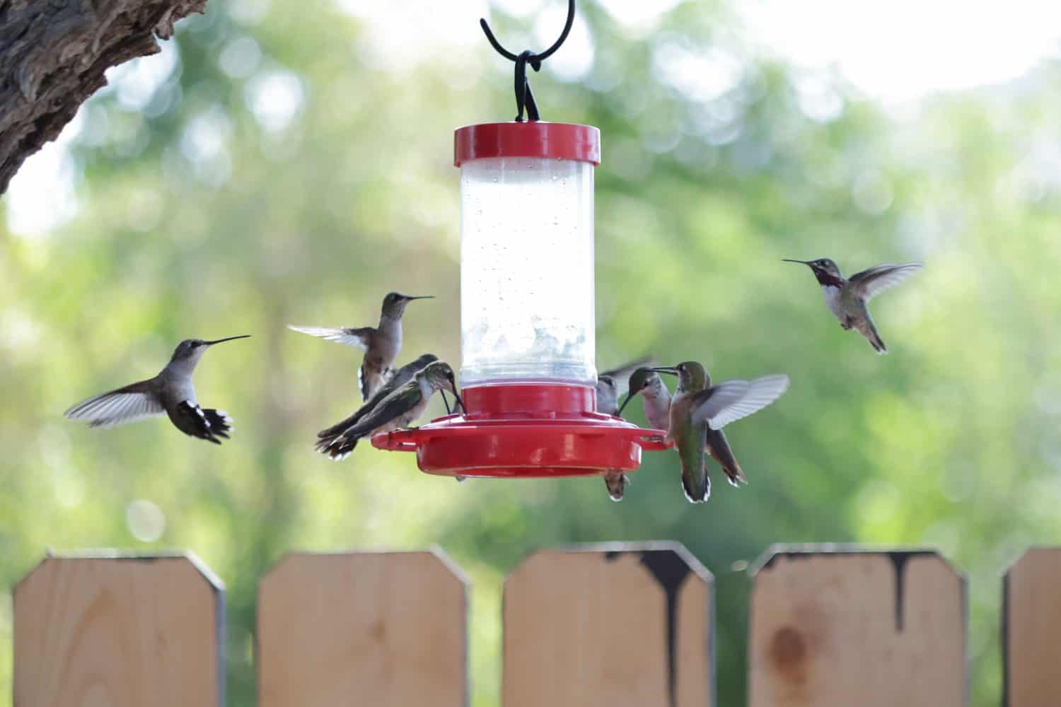 July Is Peak Hummingbird Season — Here’s How to Draw Them to Your Yard