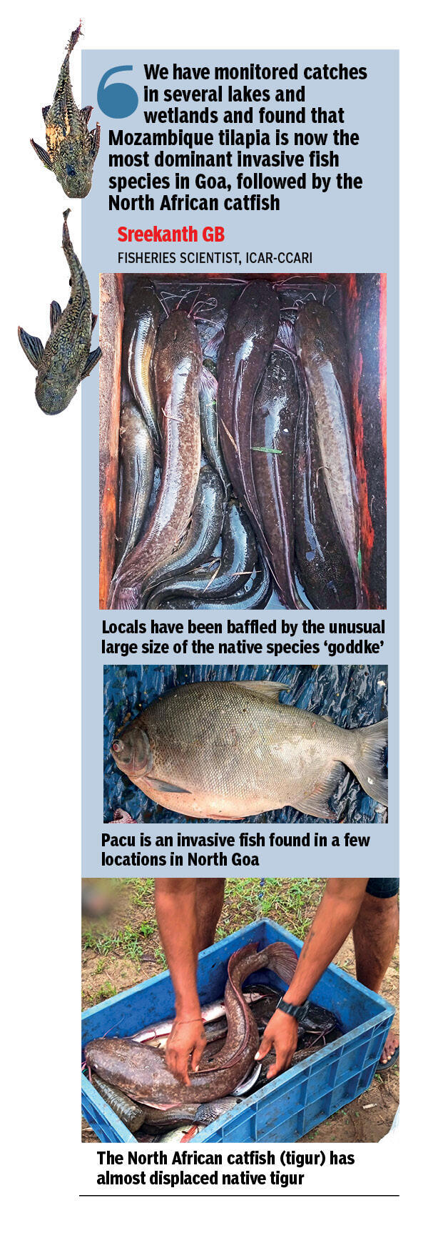As alien fish rise, Goa's native waters fall silent