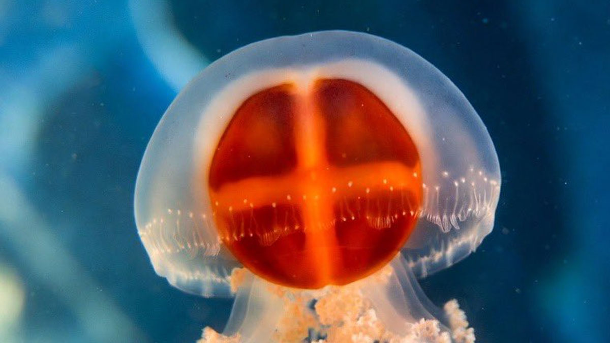44 Fun And Interesting Facts To Add To Your Animal Knowledge