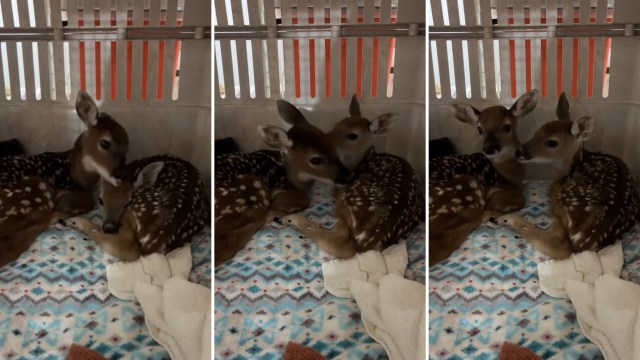Firefighter frees ash-covered fawn from brush, gives him oxygen, and ...
