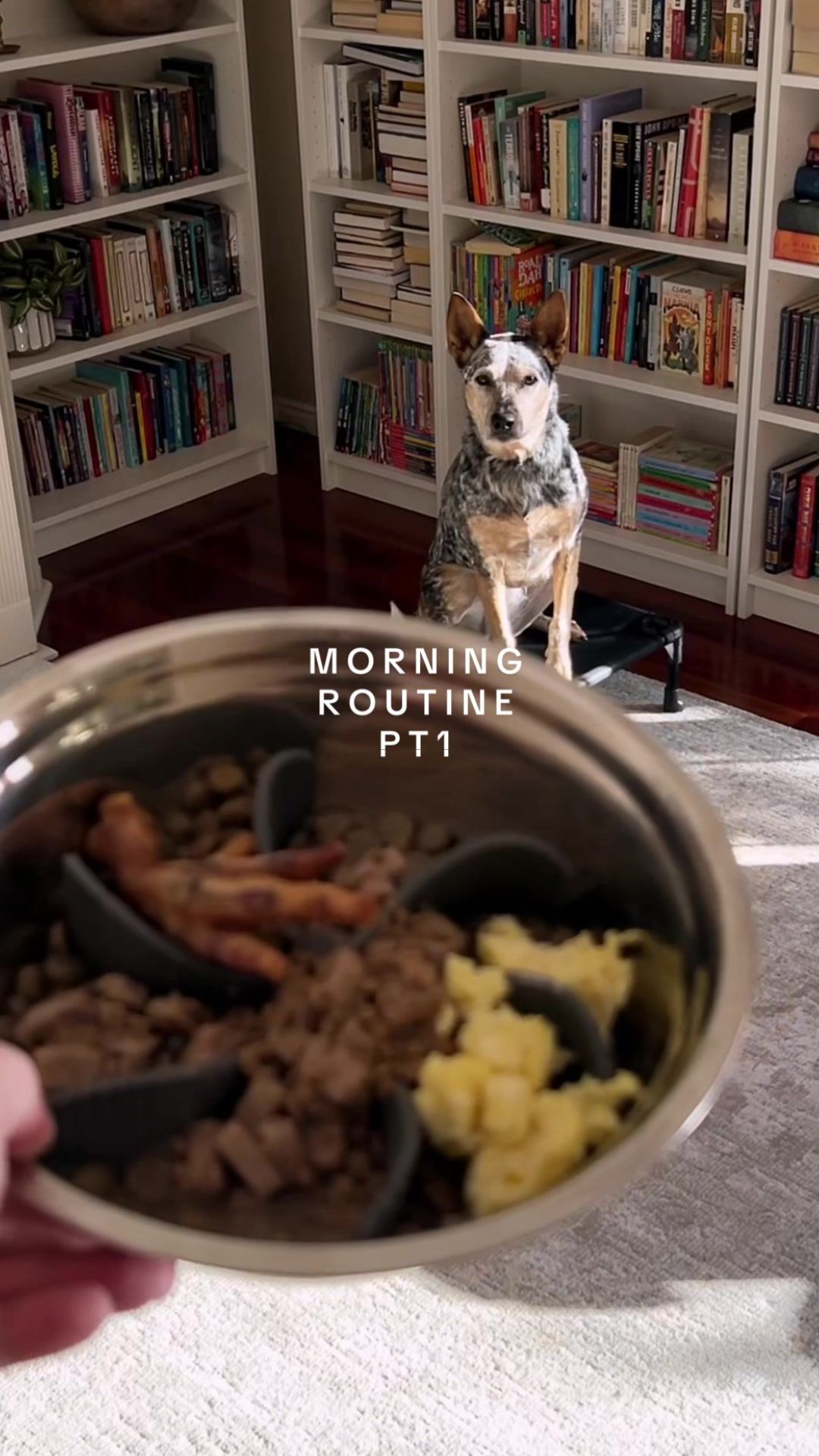 Preparing a healthy breakfast for three dogs
