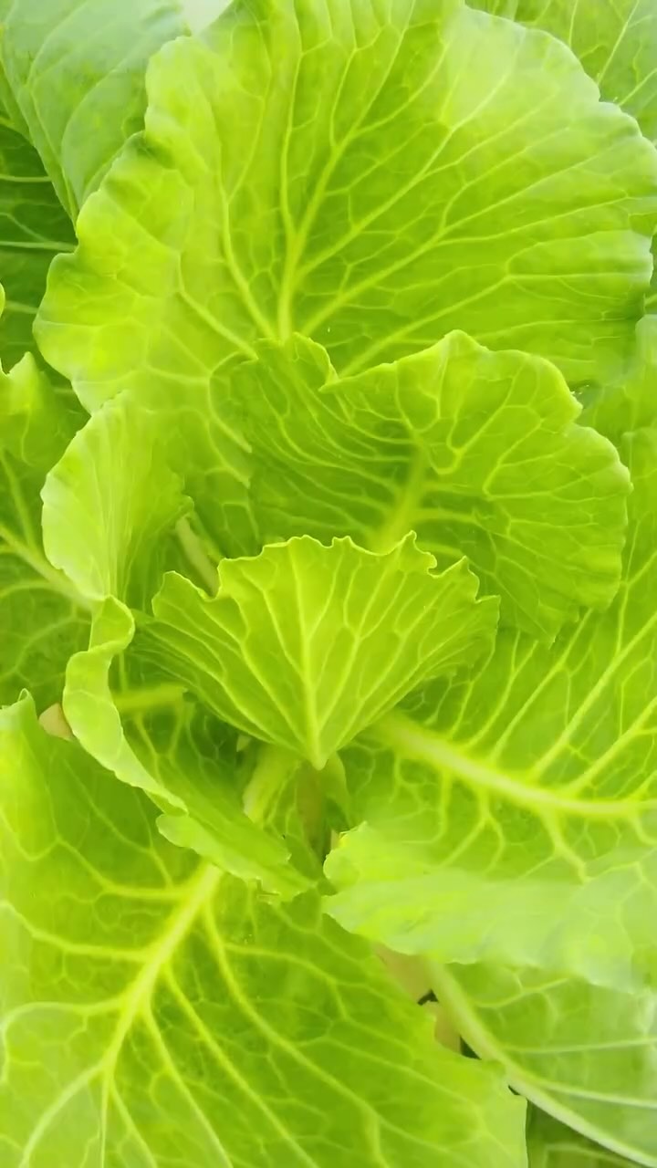 Watching cabbage grow for four