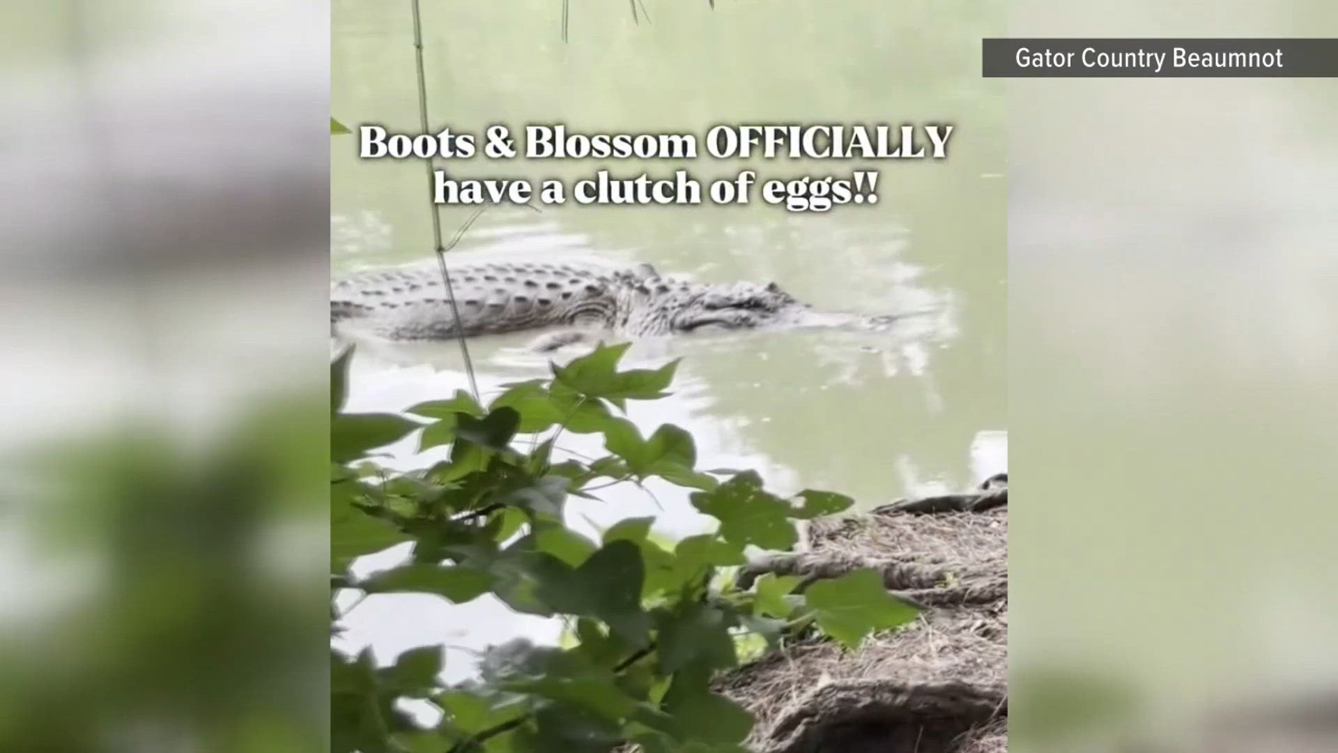Blossom the gator lays clutch of eggs at Gator Country