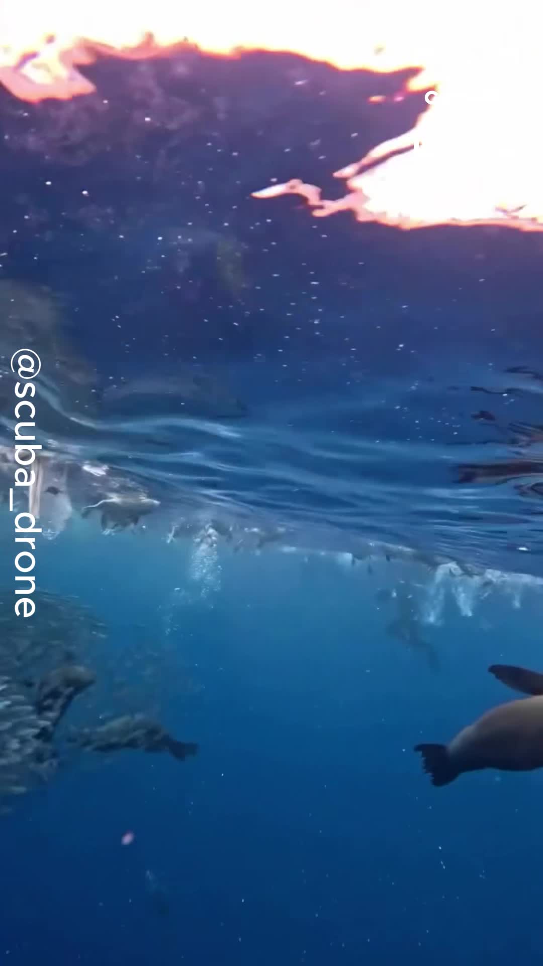 Ocean erupts into feeding frenzy as predators close in