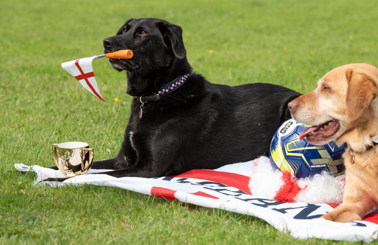 15 super cute pictures of dancing dog learning some football tricks ...