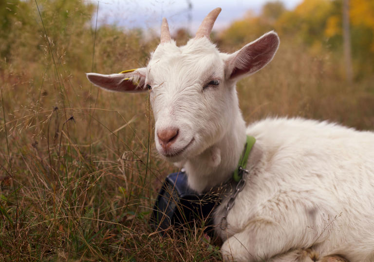 Rabid goat in York County exposes at least 4 people to rabies ...