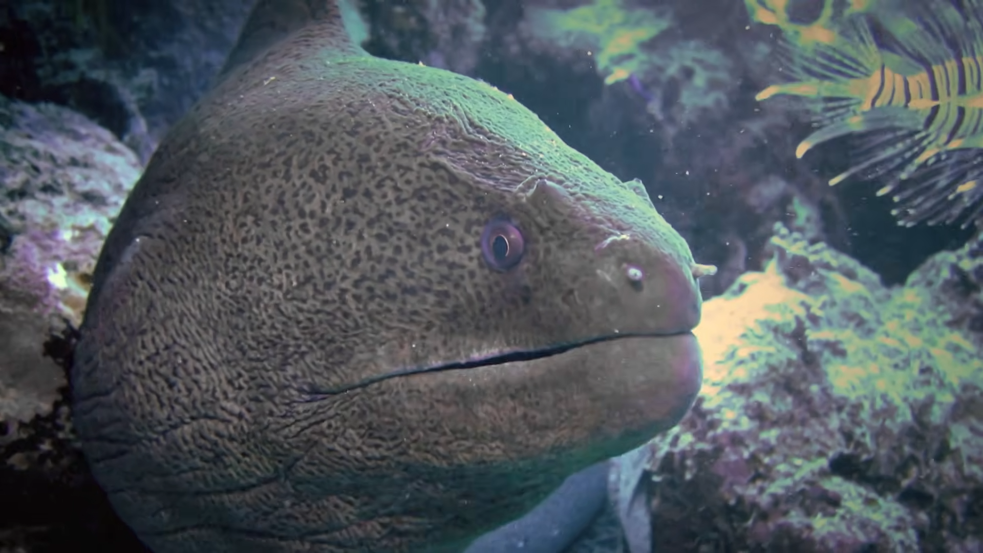The invisible fish that can turn one step into a nightmare