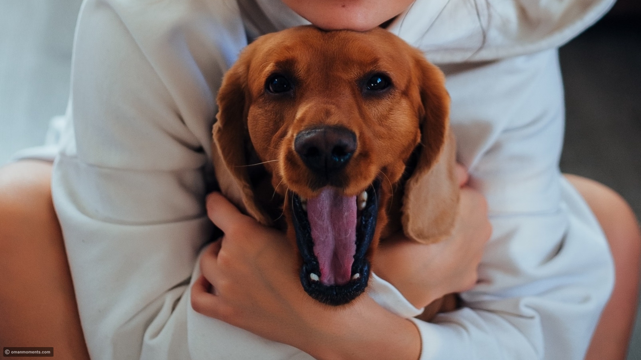 Tips for safely training a stubborn dog breed